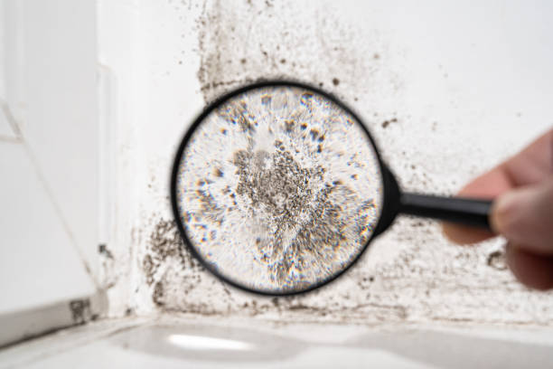 Best Mold Odor Removal Services  in Venus, TX